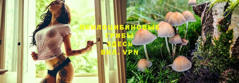 Галлюциногенные грибы Cubensis  Геленджик 